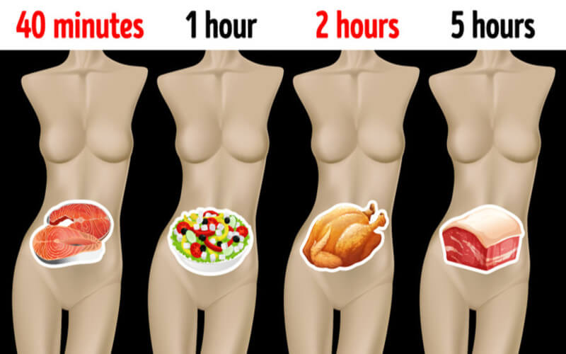Combien de temps différents aliments mettent à être digérés